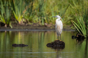 A little egret on a sunny day in summer