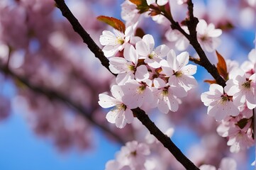 Cherry blossoms bloom against a vivid blue sky, nature's delicate beauty in a serene and uplifting floral display.