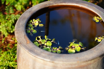 水瓶ビオトープ