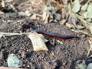 black millipede slowly crawls along the ground