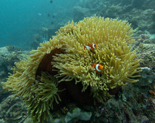 Clown fish, anemonefish