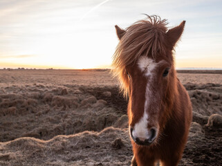 Icelandic horses with an amazing sunlight in winter