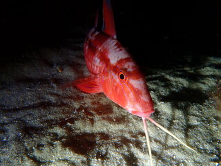 goatfish