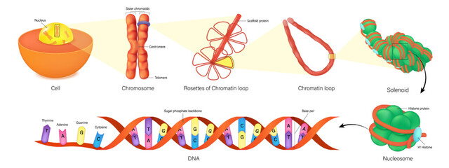 Cell, Chromosome structure, rosettes of chromatin loop, solenoid, nucleosome and DNA(Deoxyribonucleic Acid). Thymine, Adenine, Guanine, Cytosine, Sugar phosphate backbone and base pair. 