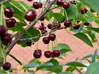 Closeup of green sweet cherry tree branches with ripe juicy berries in garden. arvest time