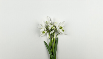 Top view of white snowdrops on white background. Spring flowers flat lay. Copy space.