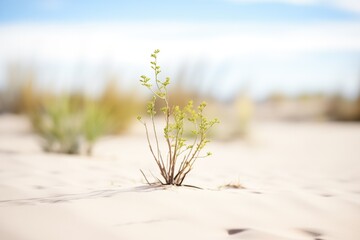 sparse desert vegetation emerging from sand dunes