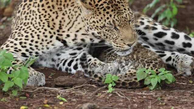 Close Up of Mother Leopard Licking Her Cub, Mashatu, Botswana
