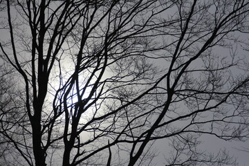 Fototapeta premium The vibrant sun rays pierce through the green foliage, casting a delightful glow on the tree branches.