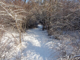Descent into the impenetrable thicket of the forest along an inconspicuous path through the frozen branches of the wild bushes of the steppe forest strip.