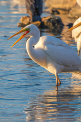in izmir sasalı bird paradise, flamingos, pelicans, egrets, grey herons, sand birds, cormorants are feeding wildly