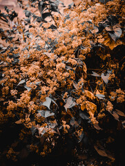 flowers blooming on the bushes