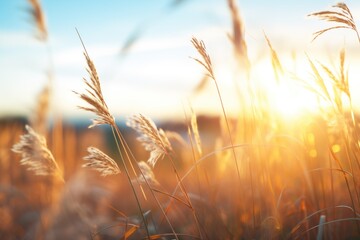 backlit wind turbines with a golden hour glow