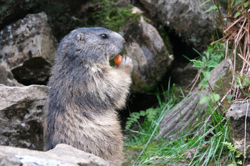 Marmota comiendo zanahoria