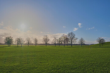 Árboles en campo un hermoso día