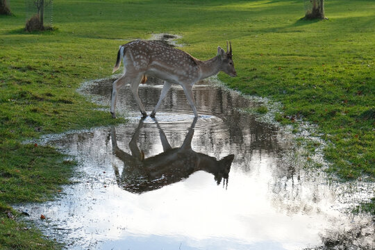 Ciervo sobre el lago