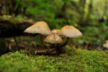 Hermosas setas en otoño