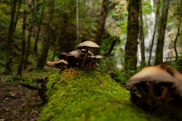 Setas sobre un tronco con musgo