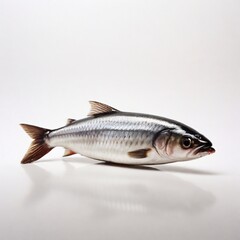 Naklejka premium herring lies on a white background, one herring lies on a white background