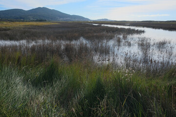 Lago con hiervas y montaña