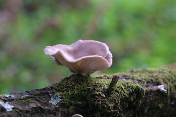 Flor encima de árbol