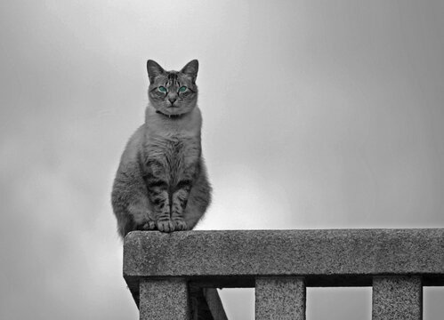 Gato gris con ojos verdes