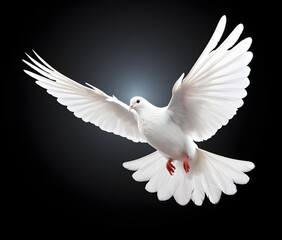 Fototapeta premium White Dove in Flight