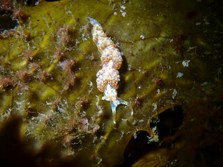 nudibranch