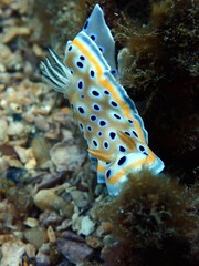 nudibranch