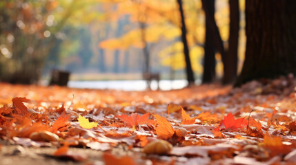 Walk in the autumn park. Colorful leaves rustling underfoot