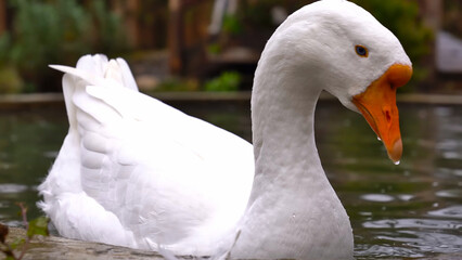 A close-up shot of a domestic goose swimming in the river