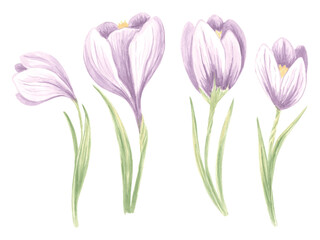 Watercolor set of violet crocuses flowers with green leaves. Isolated hand drawn illustration spring blossom saffron. Floral botanical template for postcard, packaging, tableware, textile and sticker