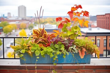 colorful coleus in window boxes with a city backdrop