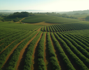 Fototapeta na wymiar a coffee plantation in colombia and brazil