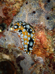 nudibranch