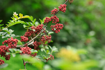 Sichuan Pepper grow on tree