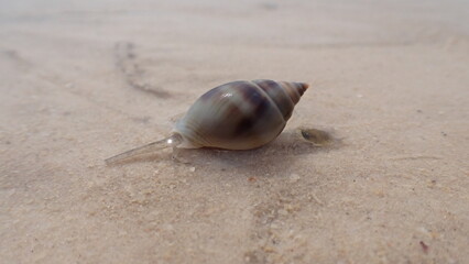 sea snail