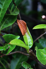 Close-up of young green leaves of Cherry laurel bush damaged by frost. Prunus laurocerasus tree...