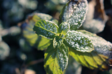 Green Mint plant with leaves covered by heavy frost on winter season. Mentha
