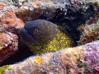 moray eel