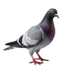 Fototapeta premium Pigeon clip art