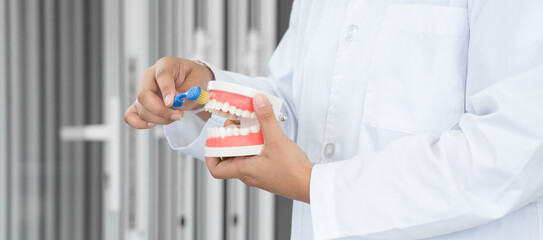 Dentist holding a jaw model and toothbrush, demonstrating right way to clean teeth and gums by brushing properly. Oral and Dental Health. Side view