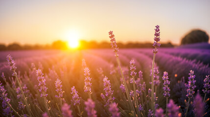 Sunset lavender field. Sunset over violet lavender field . lavender fields, Provence, France. vibrant ripe lavender fields in English countryside landscape