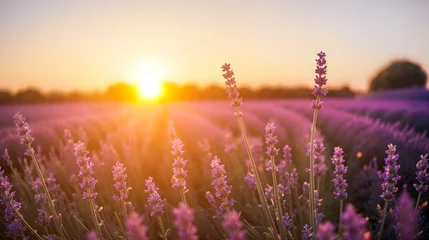 Gartenposter Sunset lavender field. Sunset over violet lavender field . lavender fields, Provence, France. vibrant ripe lavender fields in English countryside landscape © Celt Studio