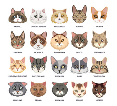 Different types of cat head set collection, Domestic cat breeds and hybrids, cartoon cat faces avatar, vector illustration, suitable for education poster infographic guide catalog, flat style.