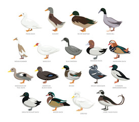 Different types of duck set collection, breeds of domestic duck cartoon, poultry farming, vector illustration, suitable for education poster infographic guide catalog, flat style.
