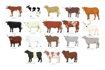 Different types of cow set collection, breeds of domestic cow cartoon, dairy farming, calf vector illustration, suitable for education poster infographic guide catalog, flat style.