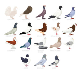 Different types of pigeon set collection, breeds of domestic dove pigeon bird cartoon, poultry farming, vector illustration, suitable for education poster infographic guide catalog, flat style.