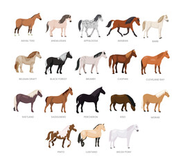 Different types of horse set collection, breeds of domestic horse cartoon, dairy farming, foal horse vector illustration, suitable for education poster infographic guide catalog, flat style - obrazy, fototapety, plakaty