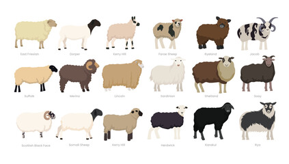 Different types of sheep set collection, breeds of domestic sheep cartoon, dairy farming, lamb sheep vector illustration, suitable for education poster infographic guide catalog, flat style - obrazy, fototapety, plakaty